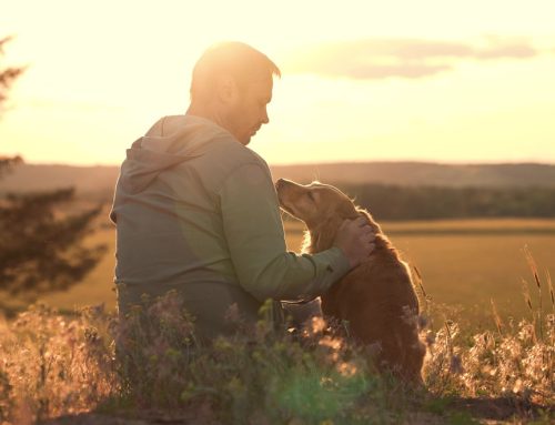 Considering Pet Insurance?