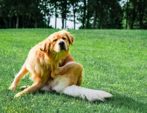 Allergies in Pets: Diagnosis and Management