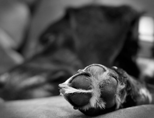 Quality of Life and Euthanasia