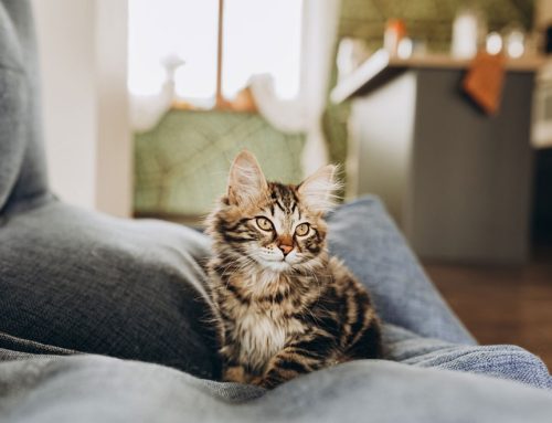 Kitty Commodities and Stress Management